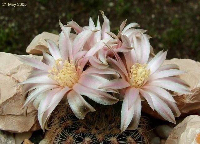 Gymnocalycium _bruchii _v.niveum _R727 _02